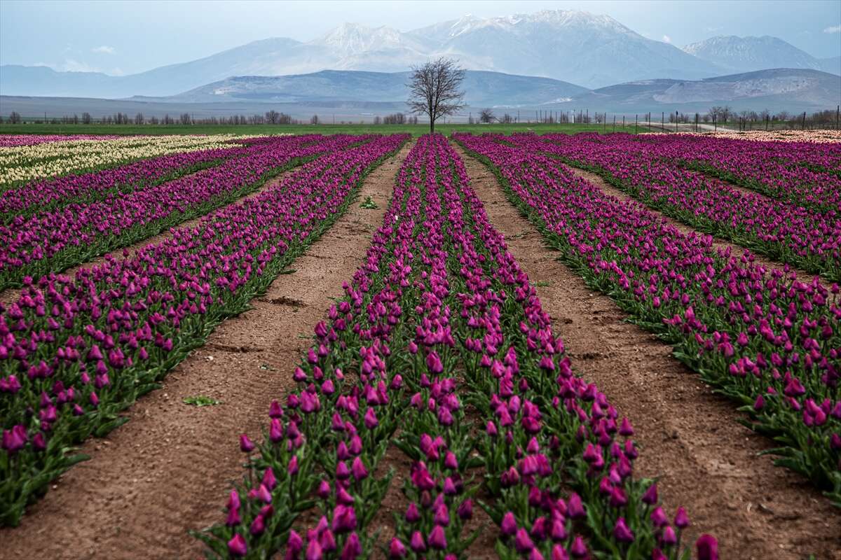 Konya’dan günübirlik kaçanlar çok! Ünlü lale cenneti ziyaretçilerini bekliyor 1